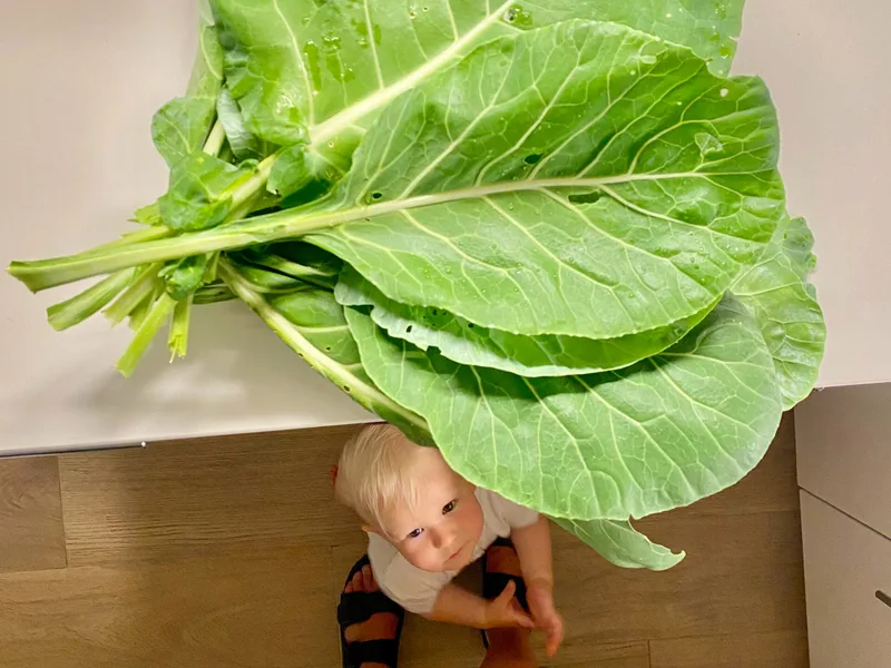 Slow-Cooked Collard Greens with Garlic and Apple Cider Vinegar