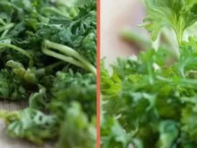 Revive Wilted Herbs With Ice Bath in Minutes