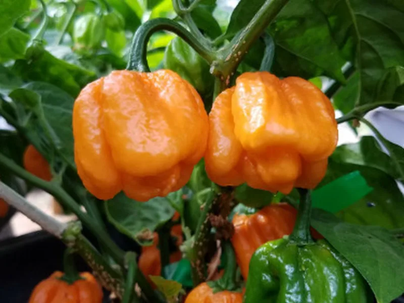 Caribbean Spinach Lasagna with Green Seasoning