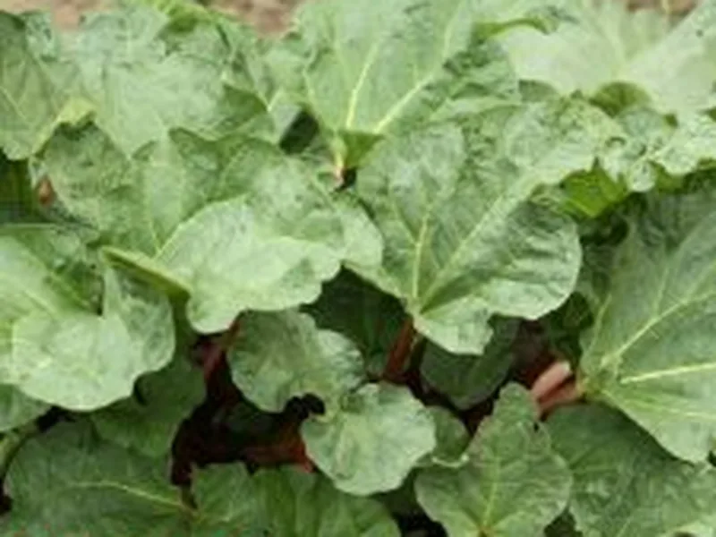Moist Strawberry Rhubarb Quick Bread